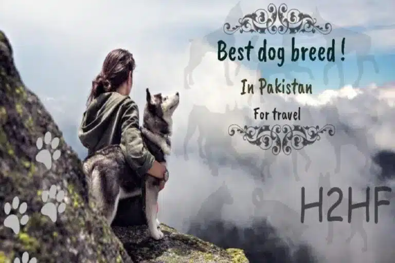 Best travel dog breeds in Pakistan with price