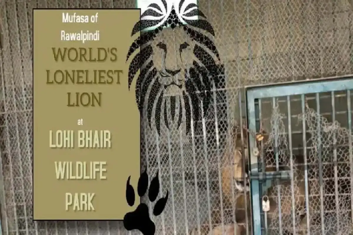 lion lohi bher