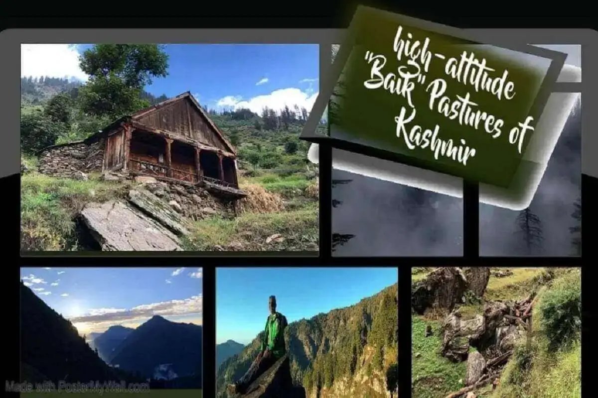 pastures of kashmir
